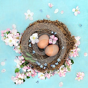 Fresh Brown Eggs for Breakfast with Spring Apple Blossom