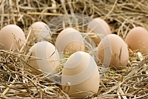 Fresh brown eggs in farm hay