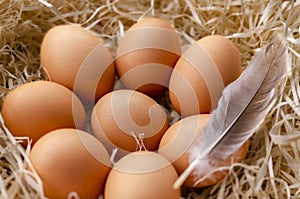 Fresh brown eggs and feather in the nest
