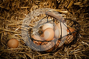 Fresh brown eggs in a metallic basket on straw