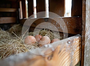 Fresh brown eggs on straw under natural light, showcasing a farm atmosphere.