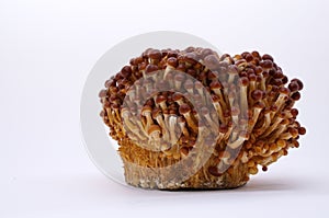 Fresh Brown Enoki Mushroom