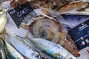 Fresh brown meagre or corb fish at a fish market in the old town Antibes, France