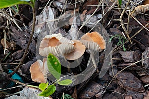 Fresh brown mushroom