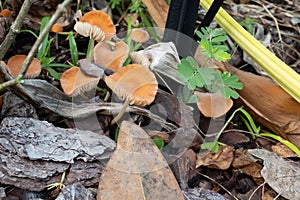 Fresh brown mushroom