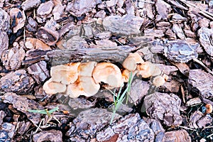 Fresh brown mushroom