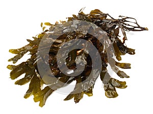 Fresh brown Seaweed - Healthy Nutrition