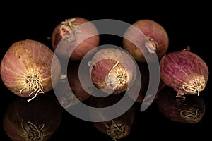 Fresh brown shallot isolated on black glass