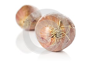 Fresh brown shallot isolated on white