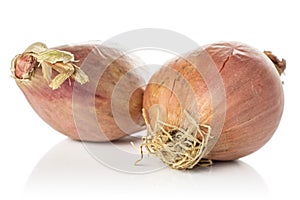 Fresh brown shallot isolated on white