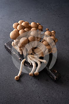 Fresh brown shimeji mushrooms on dark background