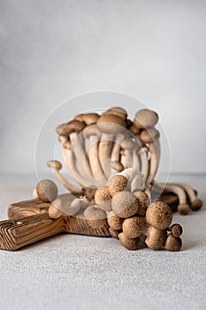 Fresh brown shimeji mushrooms on gray background