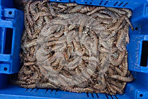 Fresh brown tiger prawns in a blue box for sell