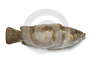 Fresh brown wrasse fish