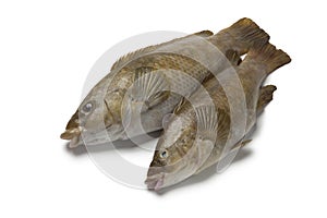 Fresh brown wrasse fishes photo