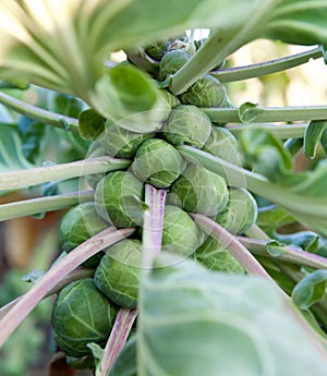 Fresh Brussel Sprout