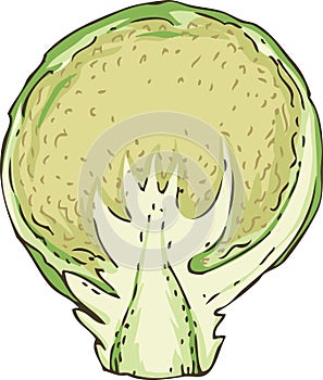 Fresh Brussels Sprout in Cross Section