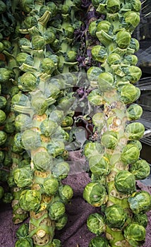 Fresh brussels sprout tree