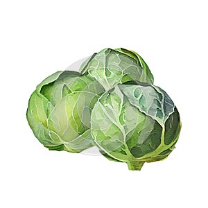 Fresh brussels sprouts on white background. Watercolor illustration