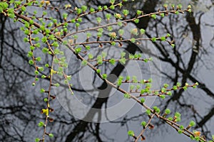 Fresh budding needle-like leaves of Larch on branch hanging over water