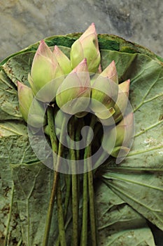 Fresh budding young pink green lotus flower with water drop in lotus leave bouquet, Buddhism offerings