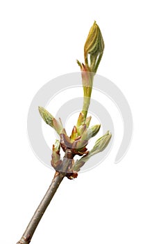 Fresh buds chestnut photo