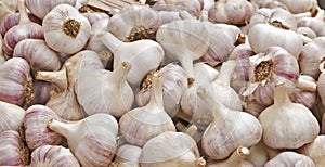Fresh bulbs of garlic