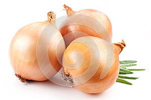 Fresh bulbs of onion