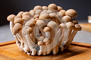 Fresh buna brown shimeji edible mushrooms from Asia, rich in umami tasting compounds such as guanylic and glutamic acid