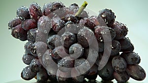 Fresh bunch of black wine grapes with water drops