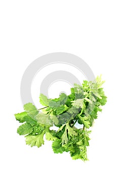 Fresh bunch of coriander