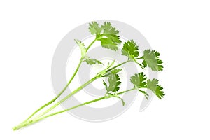 fresh bunch coriander leaf isolate on white background
