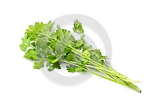 fresh bunch coriander leaf isolate on white background