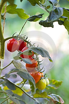 A fresh bunch of Datterino tomatoes with thin, shiny skins and a deep red hue, ready for salads or sauces photo