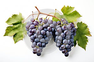 Fresh bunch of grapes with leaves isolated on a white
