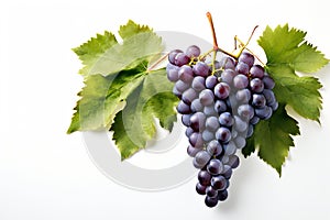 Fresh bunch of grapes with leaves isolated on a white