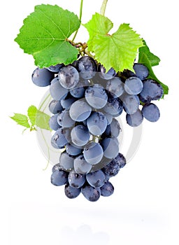 Fresh bunch of grapes with leaves isolated on white background