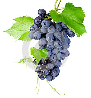 Fresh bunch of grapes with leaves isolated on white background photo