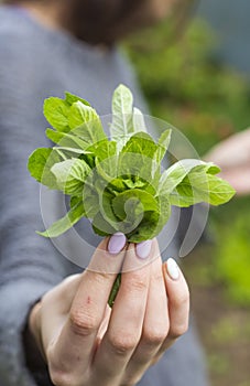 A fresh bunch of green fragrant mint in the hands of an adult girl