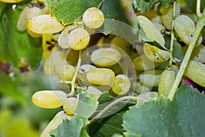 Fresh Bunch of green grapes