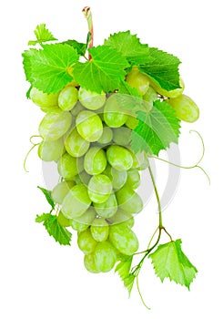 Fresh bunch of green grapes isolated on white background