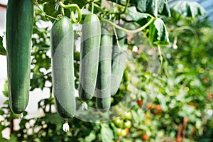 Fresh bunch of green ripe natural cucumbers growing on a branch in homemade greenhouse.