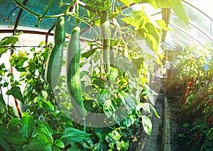 Fresh bunch of green ripe natural cucumbers growing on a branch in homemade greenhouse.