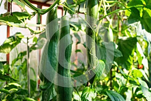 Fresh bunch of green ripe natural cucumbers growing on a branch in homemade greenhouse.