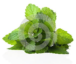 Fresh bunch of lemon balm, on a white background