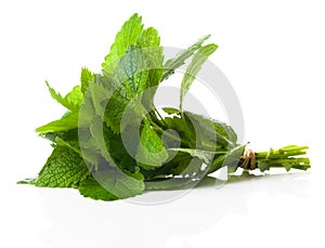 Fresh bunch of lemon balm, on a white background