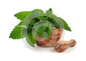 Fresh bunch of lemon balm, on a white background