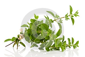 Fresh bunch of oregano,  on white background