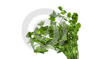 a fresh bunch of parsley green isolated on white background