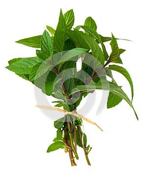 Fresh bunch of peppermint, on a white background